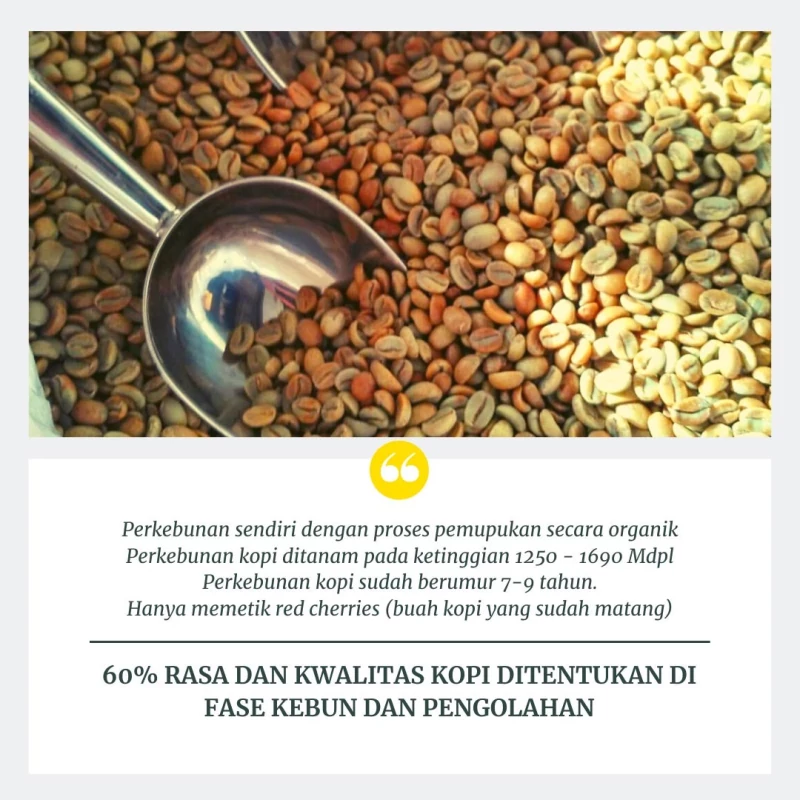 Authentic Wine | Arabica Puntang Single Origin